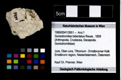 Foto (Objekt + Etikett) von Goniodromites bidentatus (Reuss, 1859)  (NHMW-GEO-1990-0041-3951)